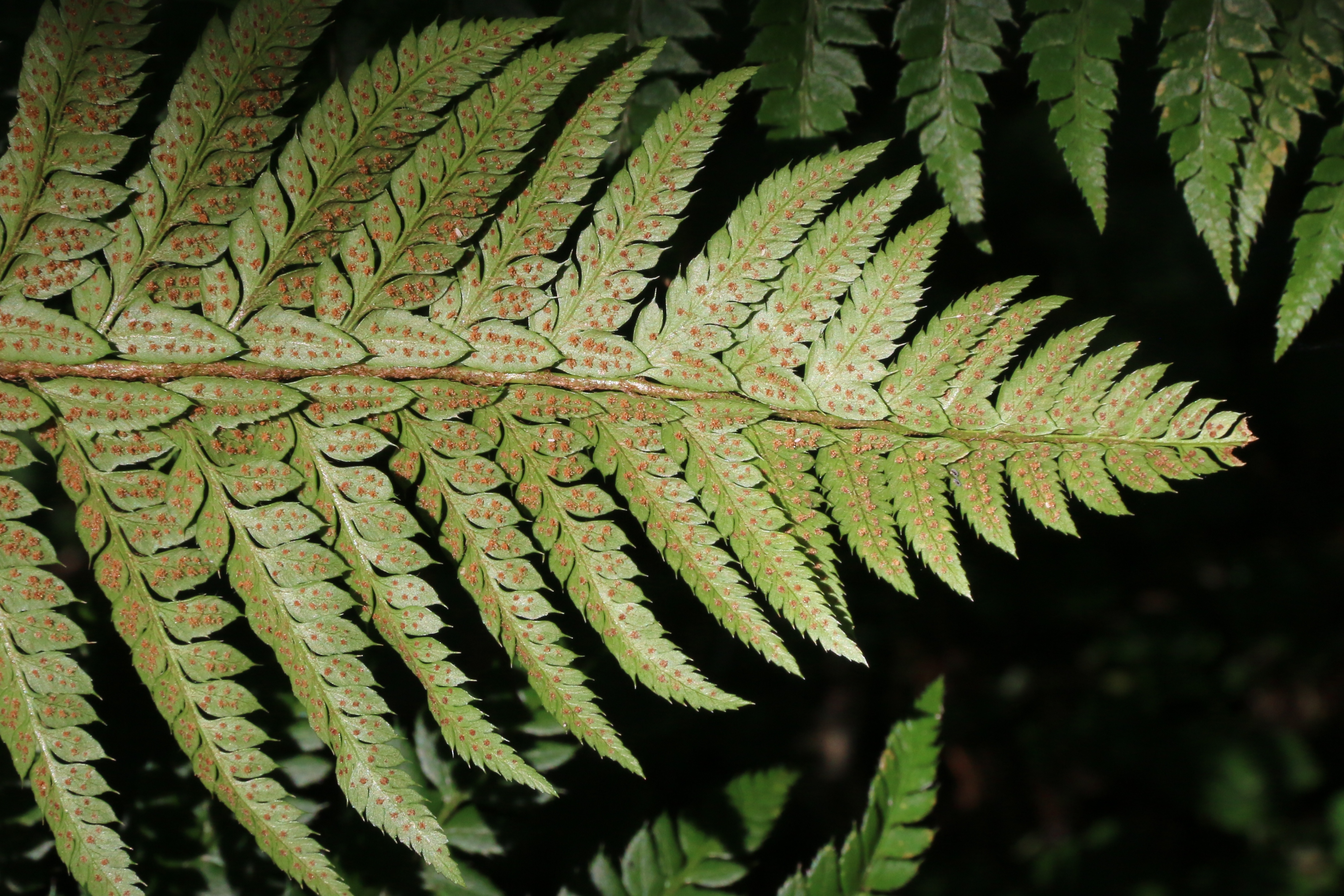 Polystichum aculeatum (door Willem Braam)