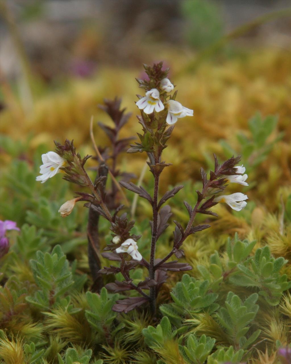 Euphrasia stricta (door Willem Braam)