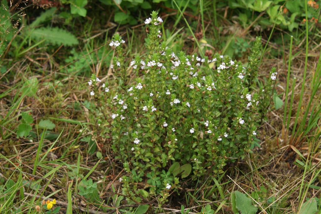 Euphrasia stricta (door Willem Braam)