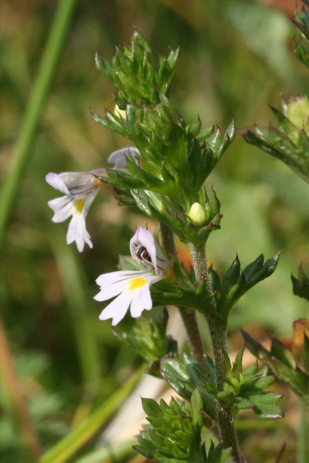 Euphrasia stricta (door Willem Braam)