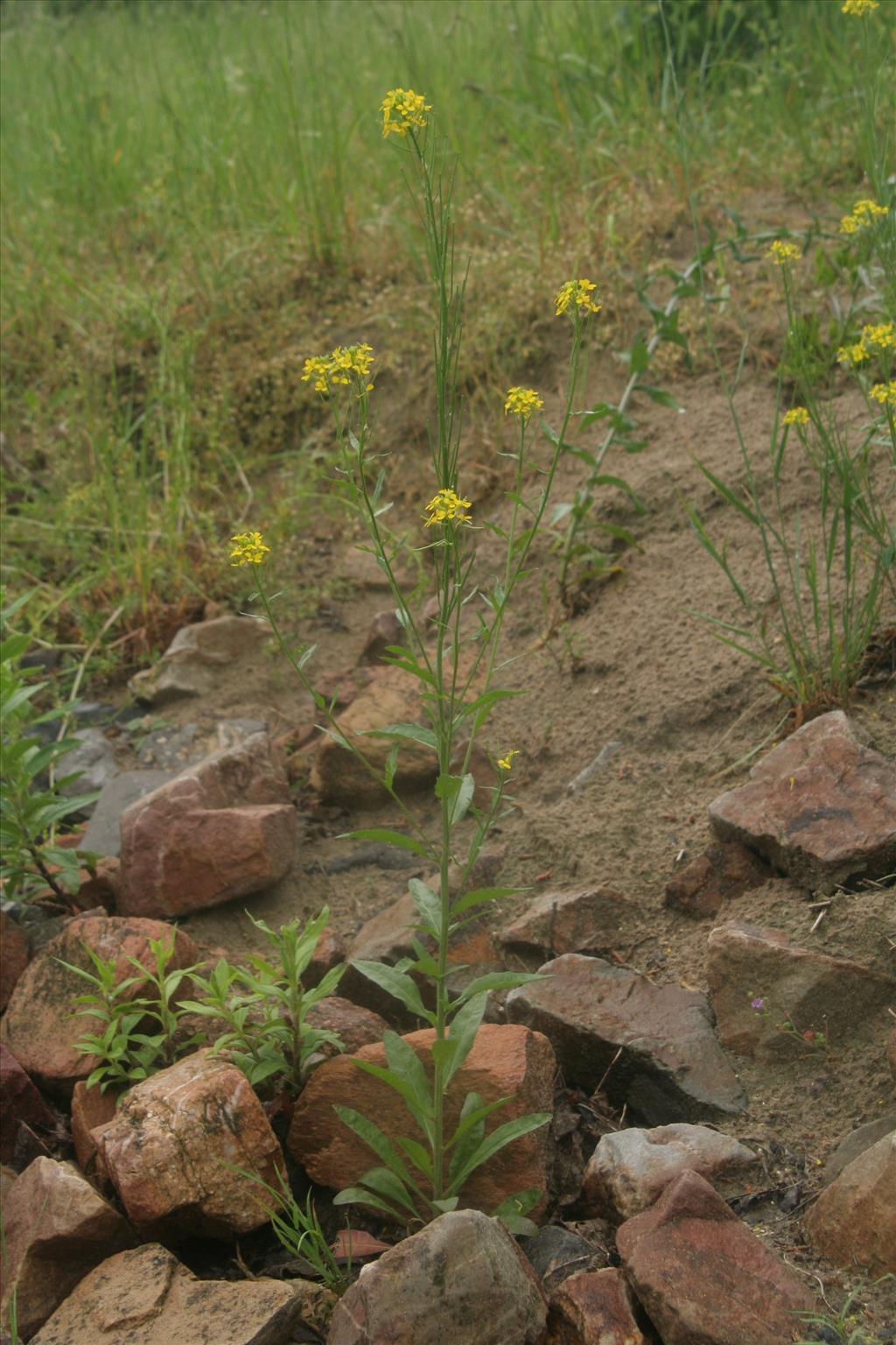 Erysimum virgatum (door Willem Braam)