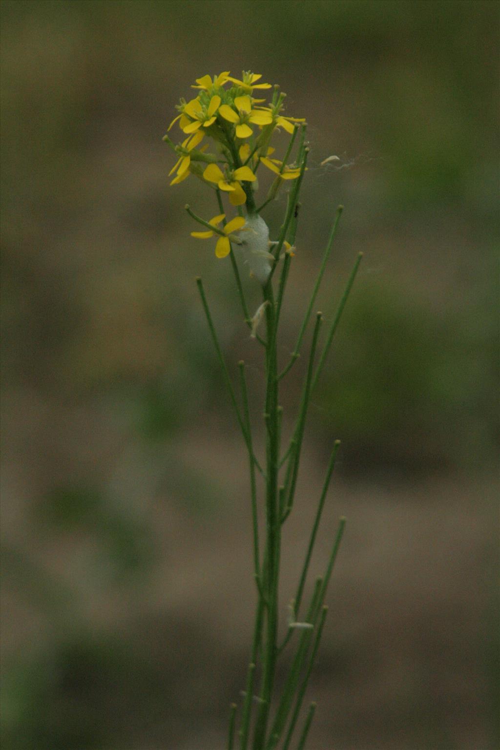 Erysimum virgatum (door Willem Braam)