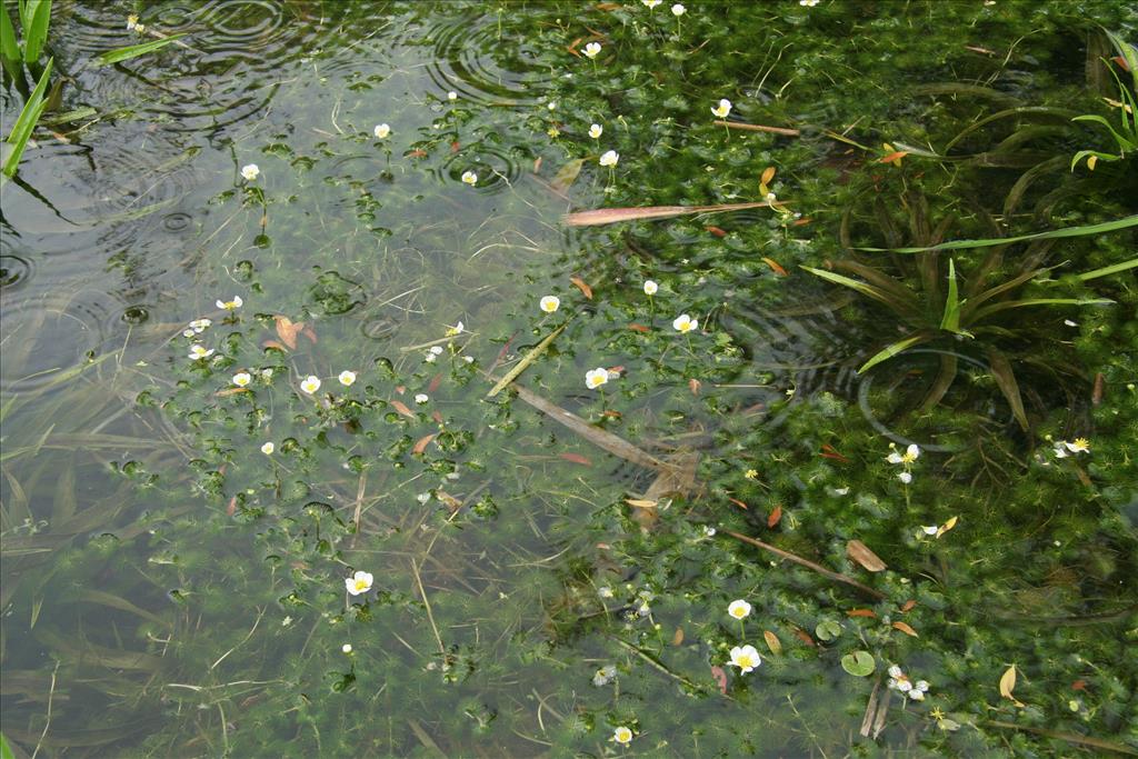 Ranunculus circinatus (door Willem Braam)