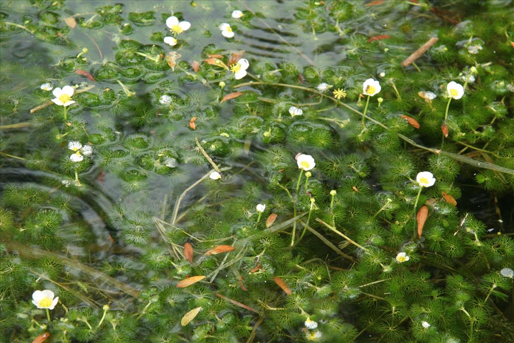 Ranunculus circinatus (door Willem Braam)