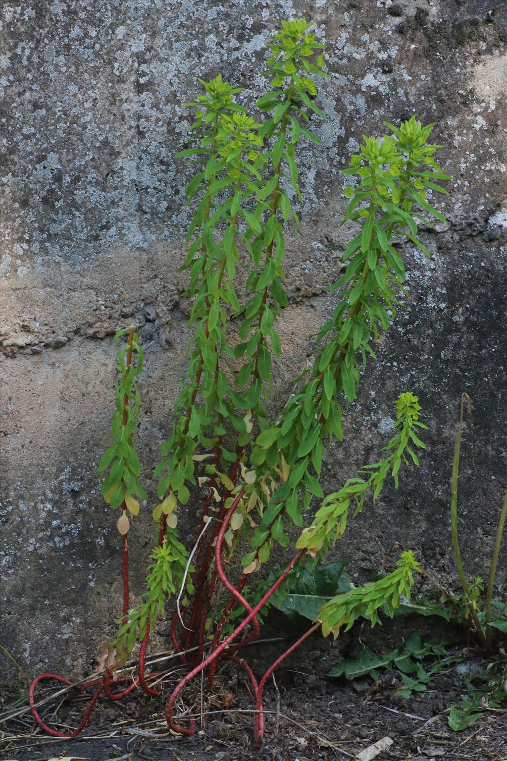 Euphorbia stricta (door Willem Braam)