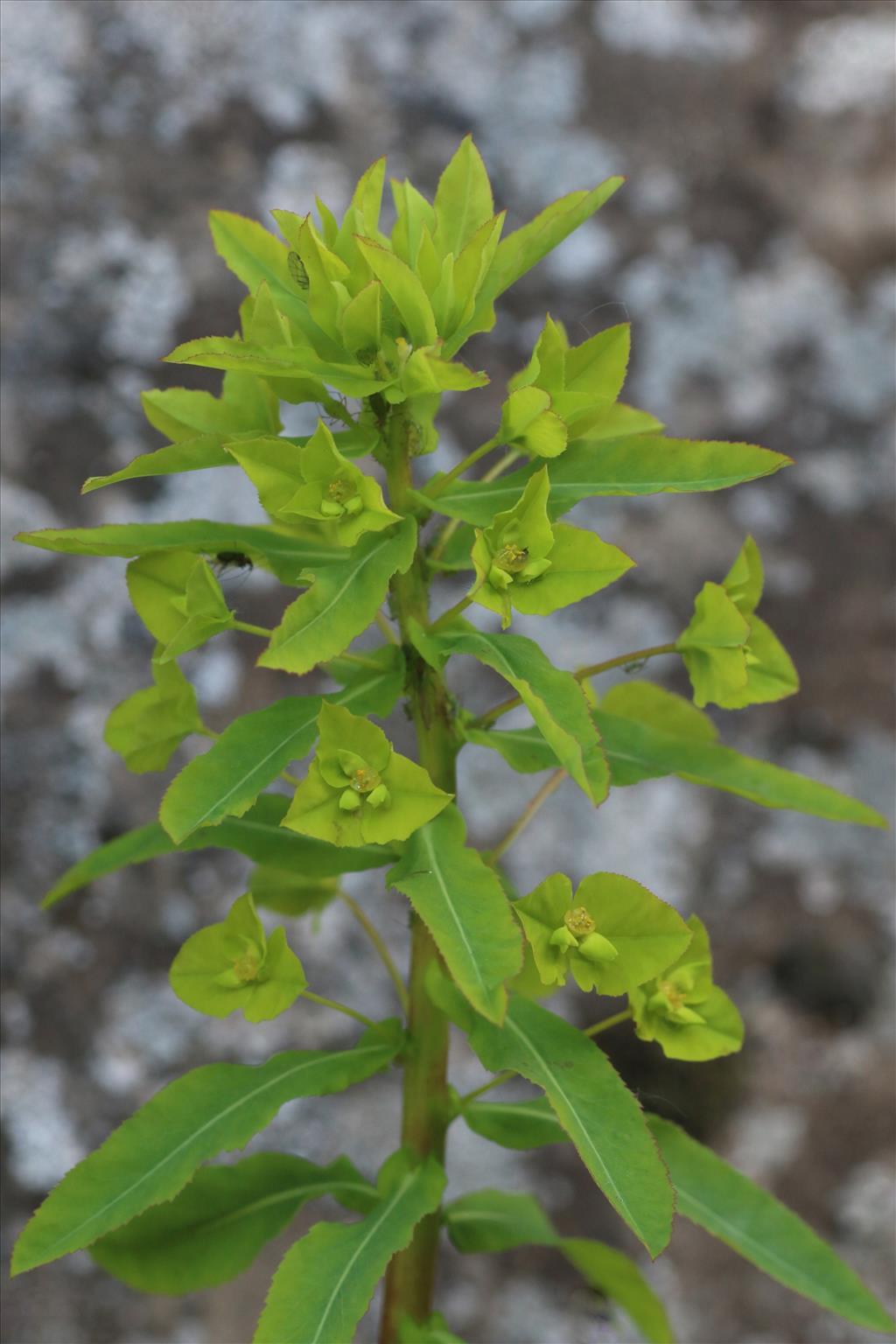 Euphorbia stricta (door Willem Braam)