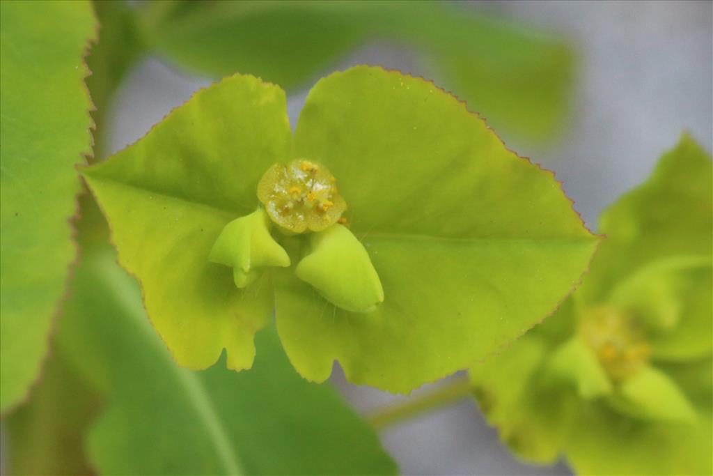 Euphorbia stricta (door Willem Braam)