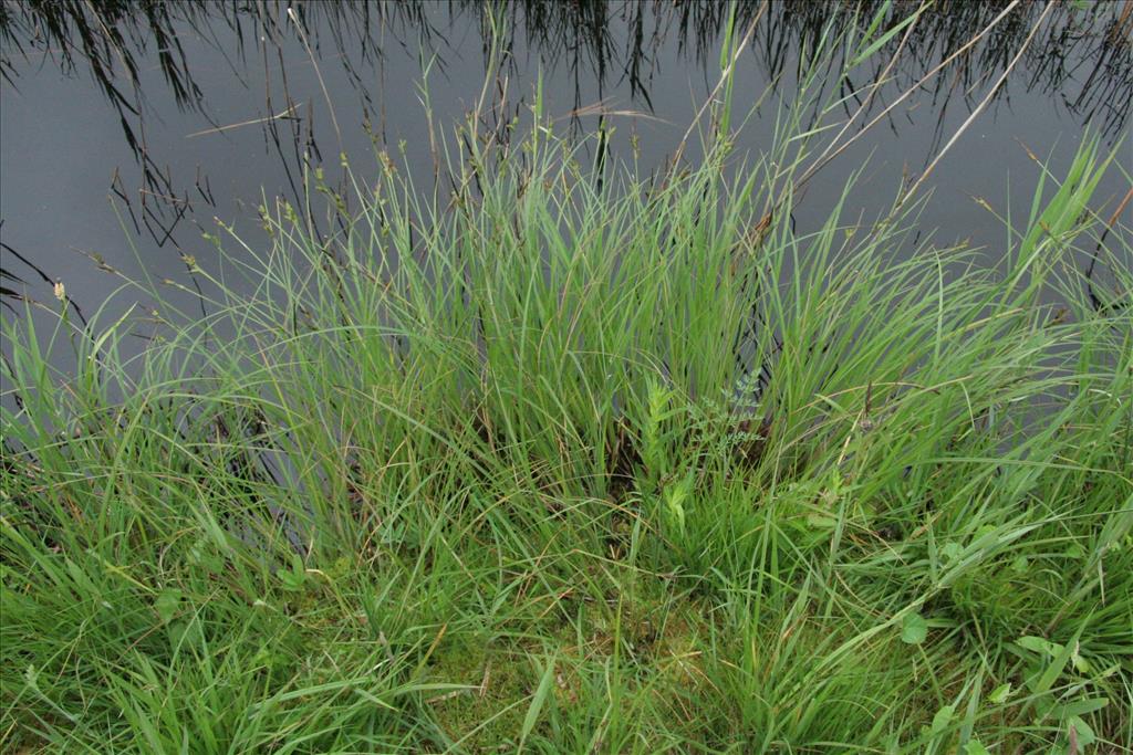 Carex elata (door Willem Braam)