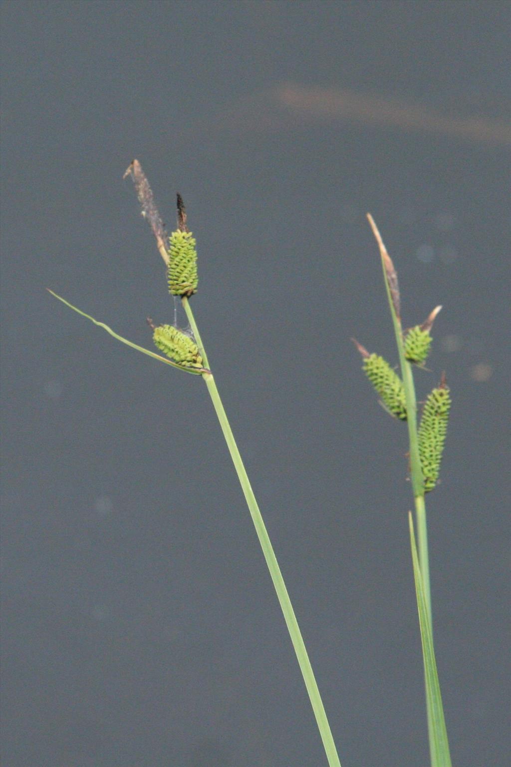 Carex elata (door Willem Braam)