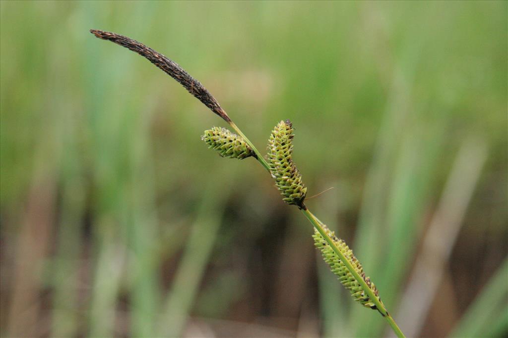 Carex elata (door Willem Braam)