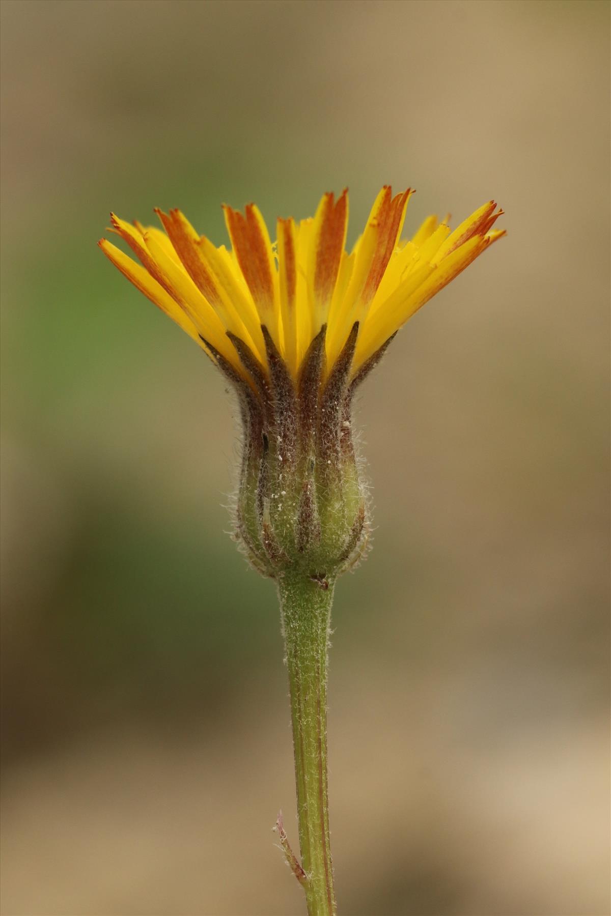 Crepis foetida (door Willem Braam)