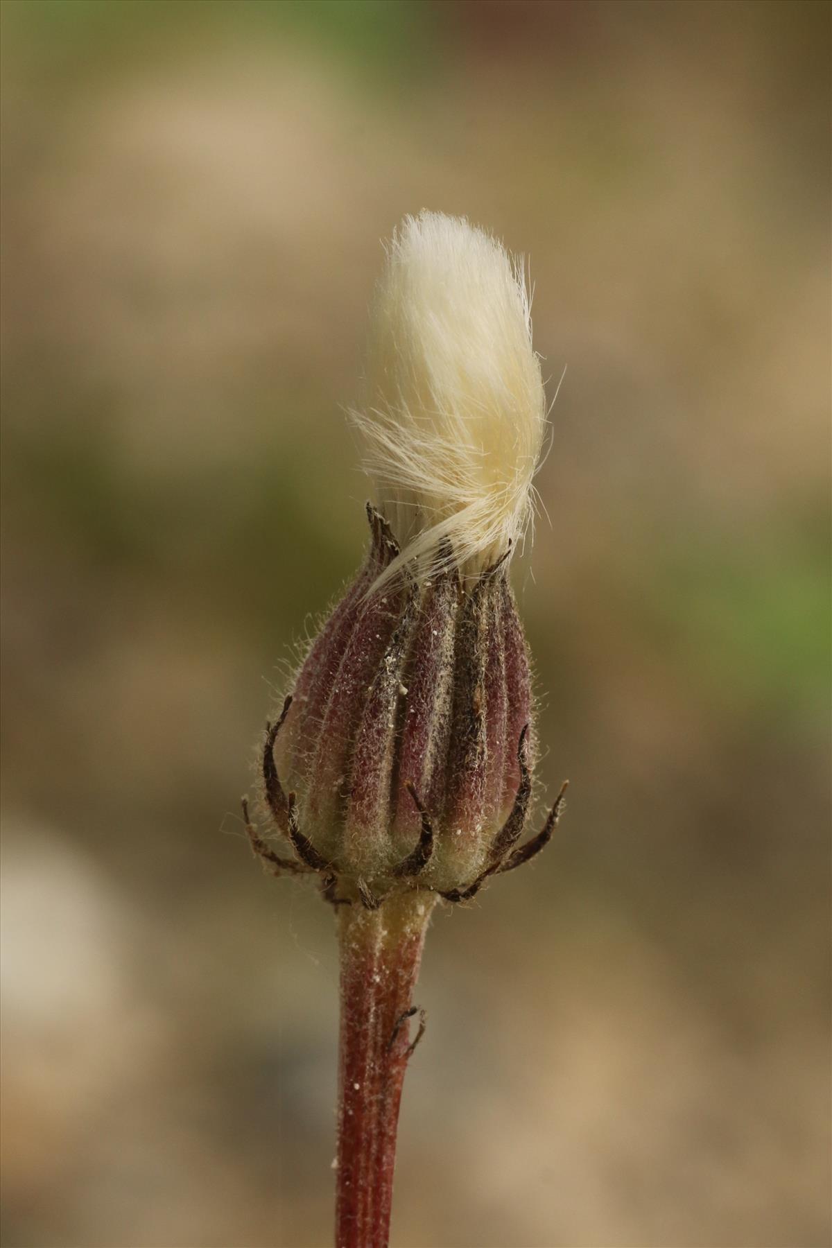 Crepis foetida (door Willem Braam)