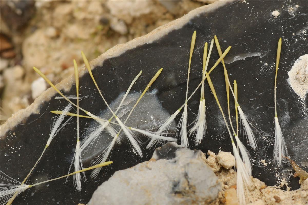 Crepis foetida (door Willem Braam)