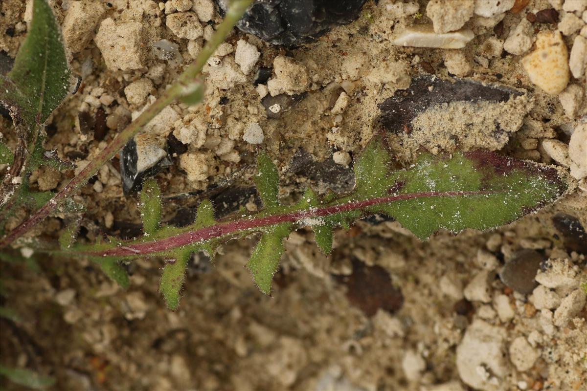 Crepis foetida (door Willem Braam)