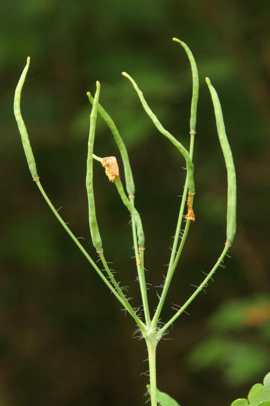 Chelidonium majus (door Willem Braam)