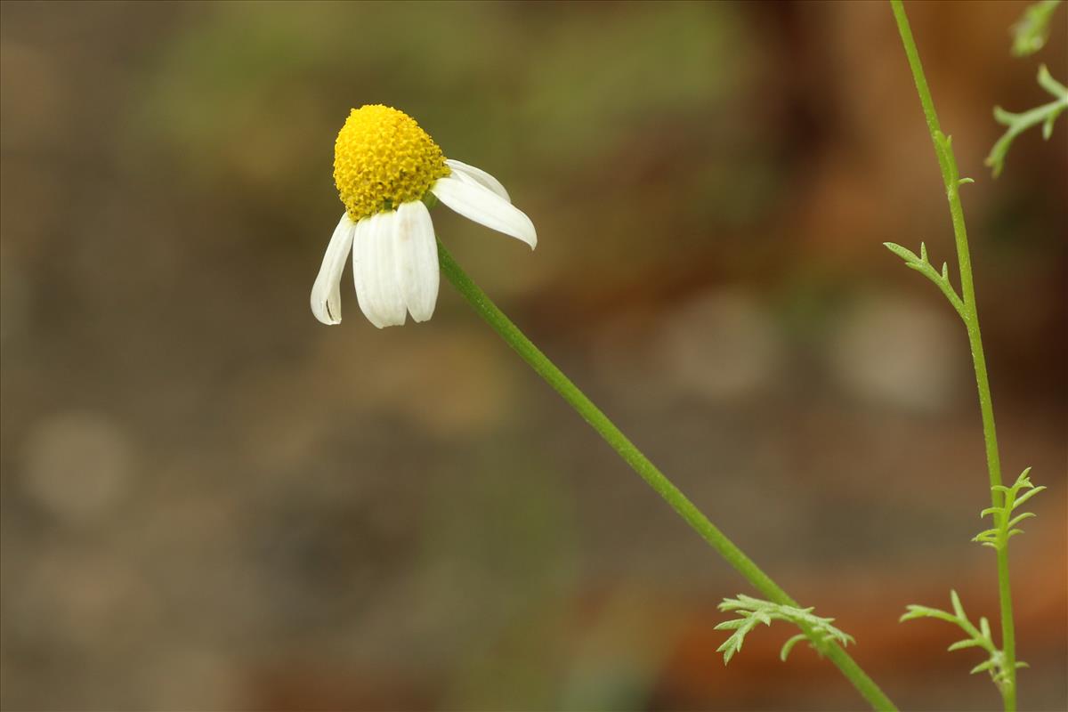 Anthemis cotula (door Willem Braam)