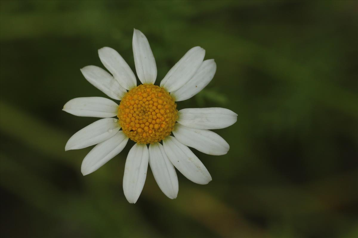 Anthemis cotula (door Willem Braam)