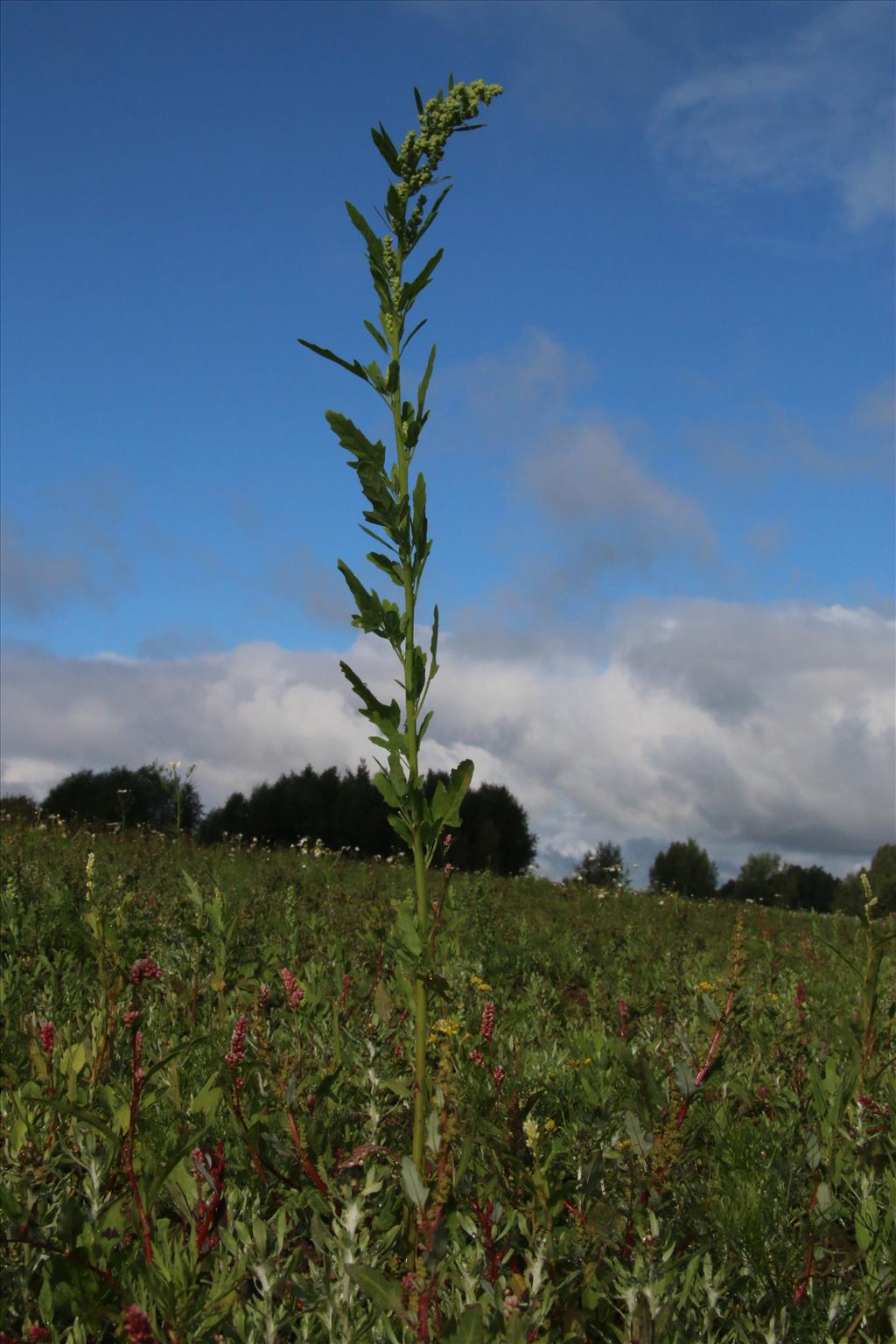 Chenopodium ficifolium (door Willem Braam)