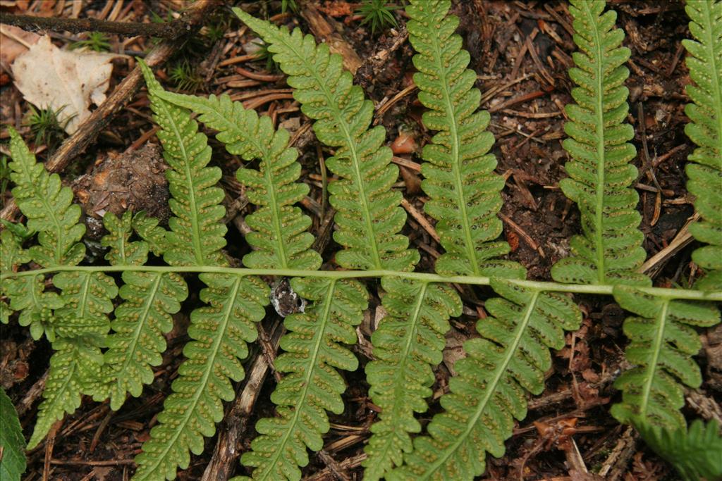 Oreopteris limbosperma (door Willem Braam)