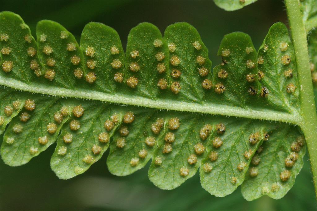 Oreopteris limbosperma (door Willem Braam)