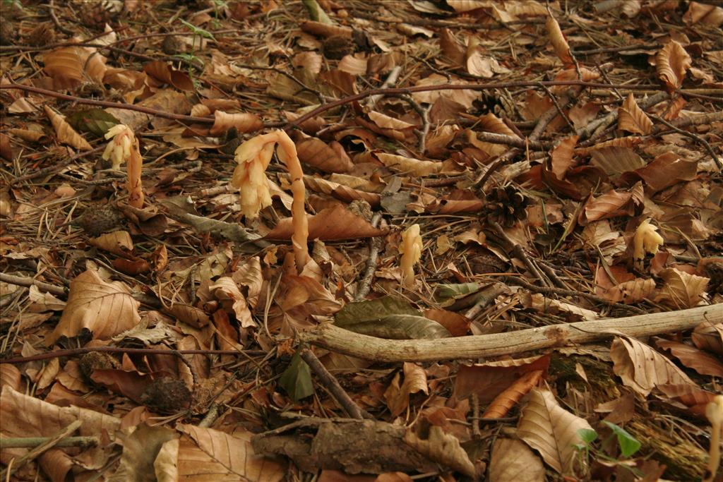 Monotropa hypopitys (door Willem Braam)