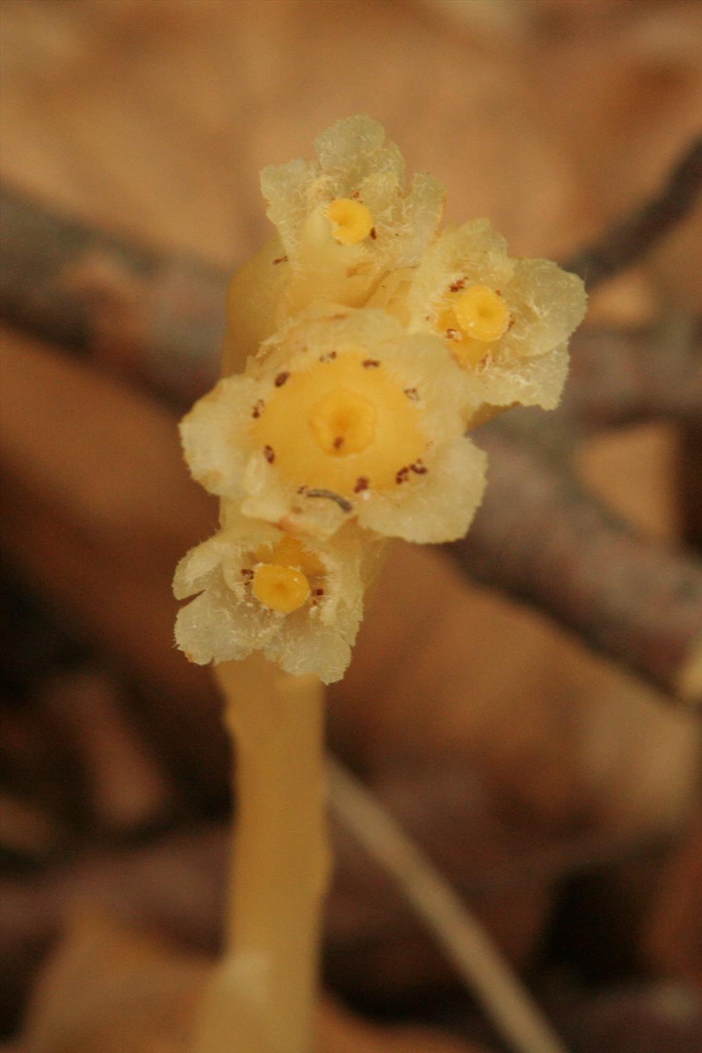 Monotropa hypopitys (door Willem Braam)