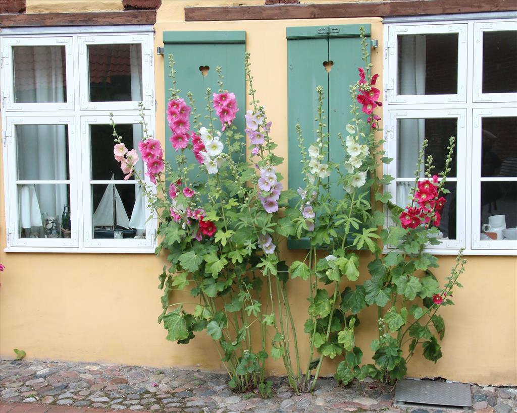 Alcea rosea (door Willem Braam)