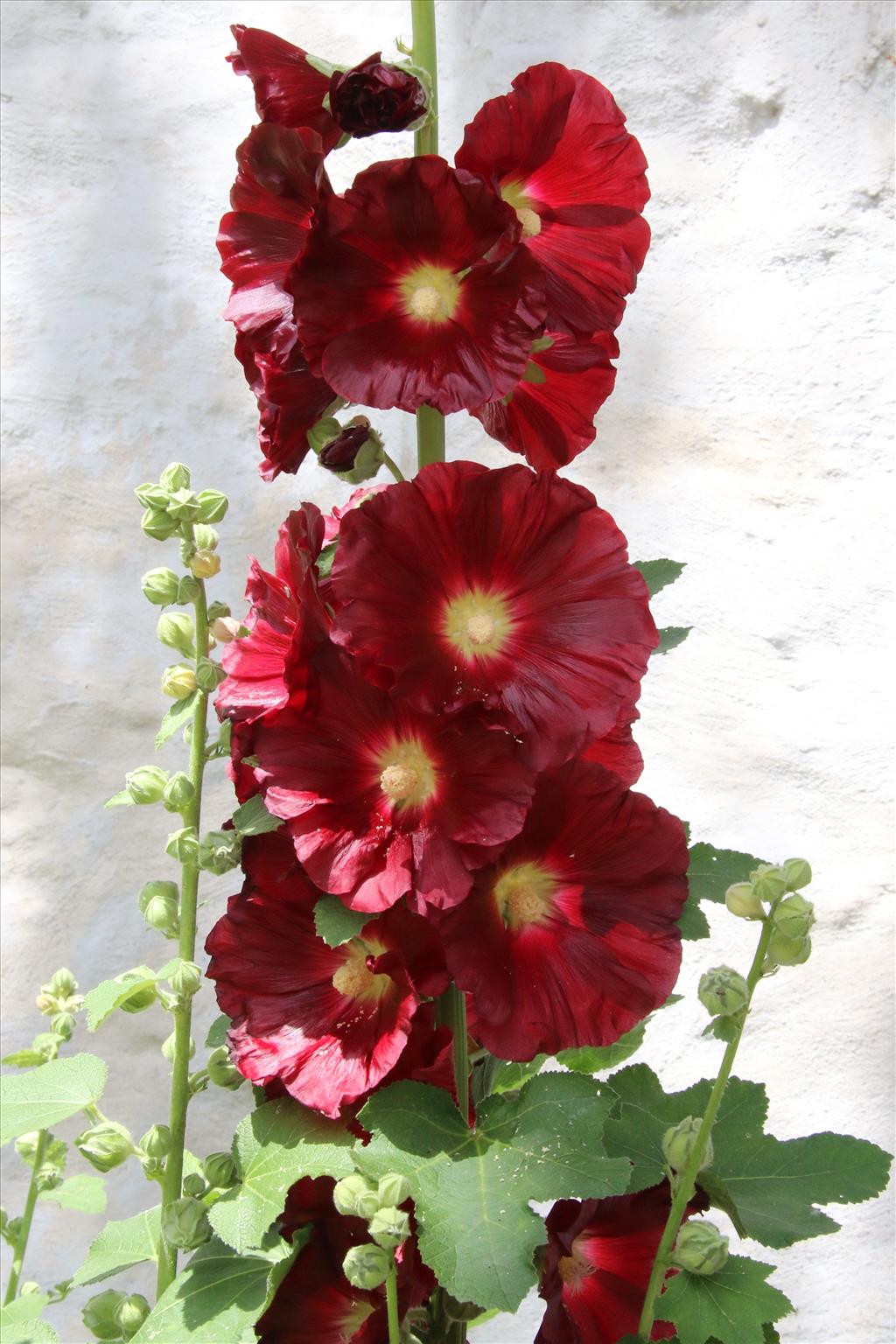 Alcea rosea (door Willem Braam)