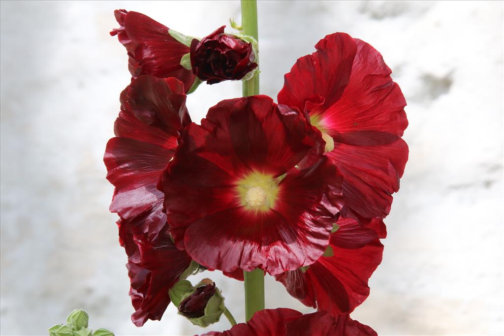 Alcea rosea (door Willem Braam)