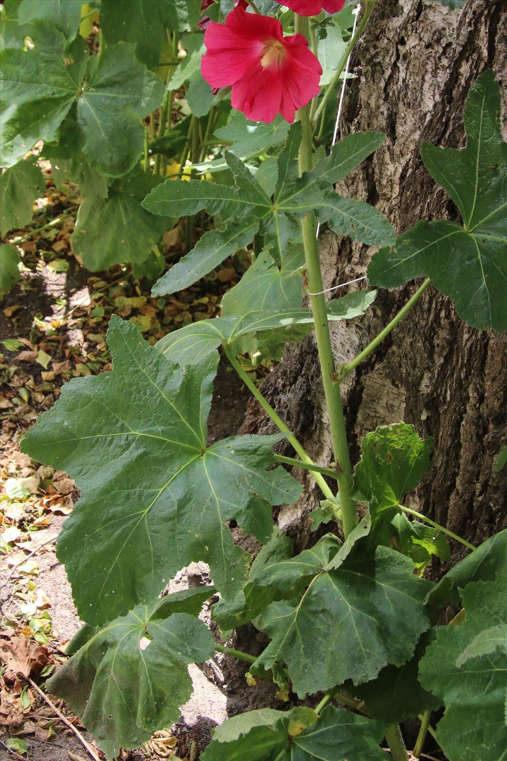 Alcea rosea (door Willem Braam)