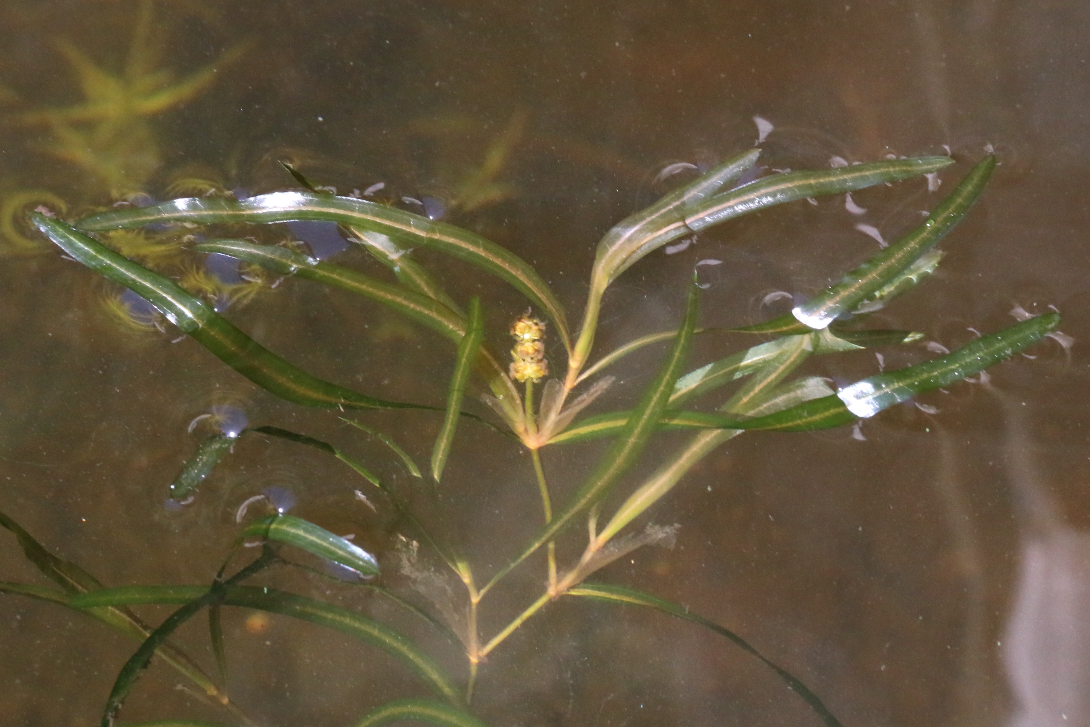 Potamogeton obtusifolius (door Willem Braam)