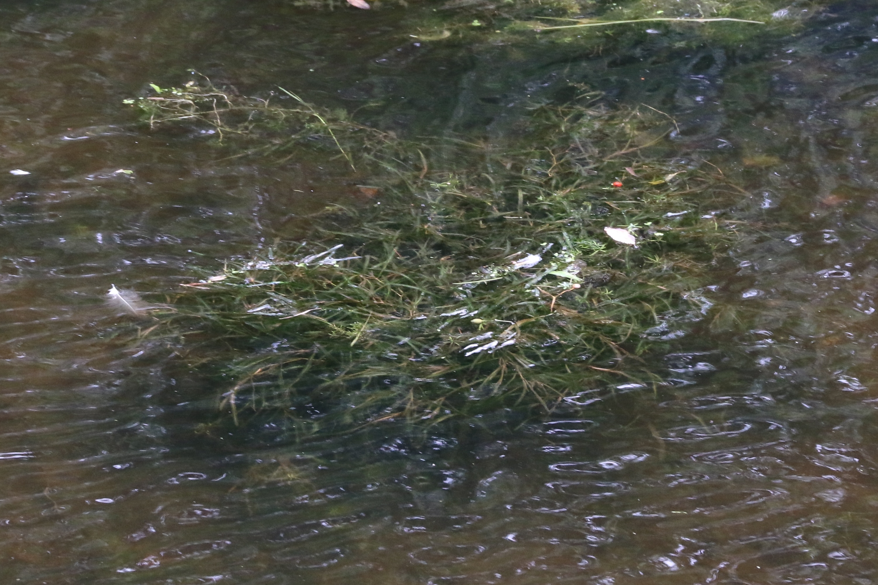 Potamogeton obtusifolius (door Willem Braam)