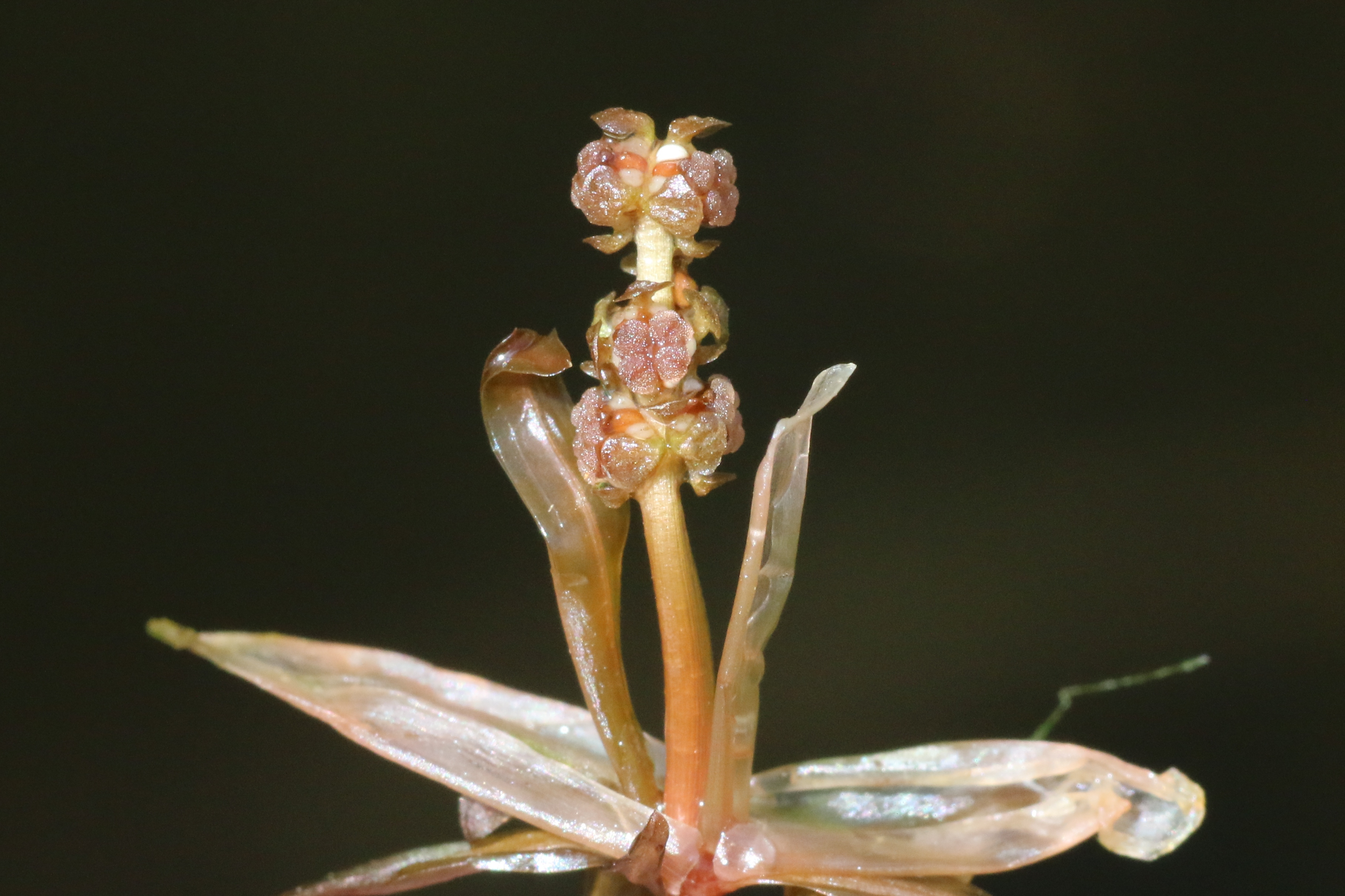 Potamogeton obtusifolius (door Willem Braam)