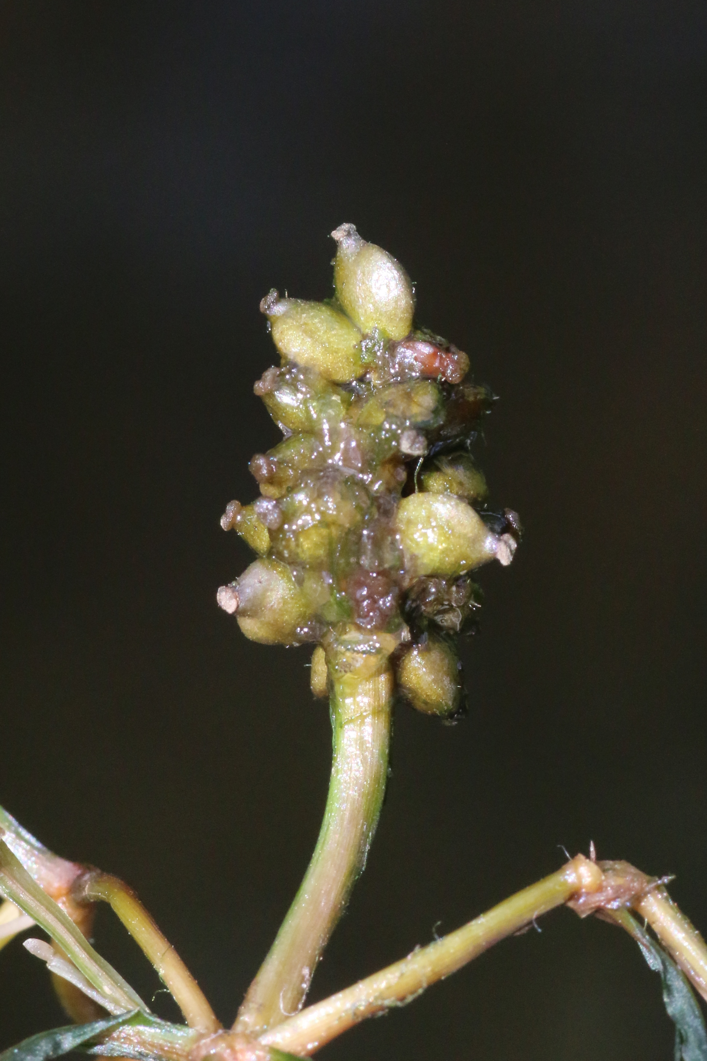 Potamogeton obtusifolius (door Willem Braam)