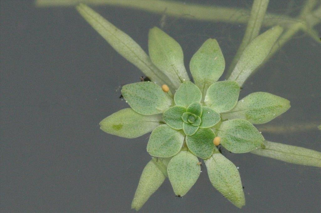 Callitriche obtusangula (door Willem Braam)