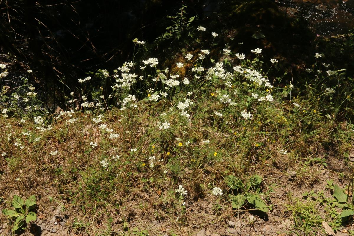 Orlaya grandiflora (door Willem Braam)