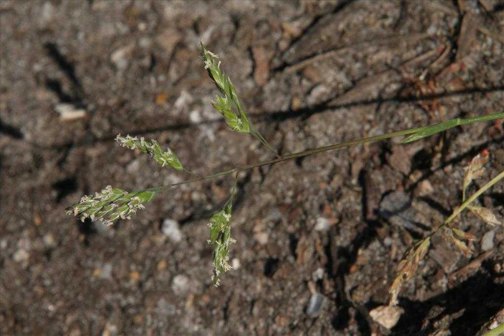 Poa annua (door Willem Braam)