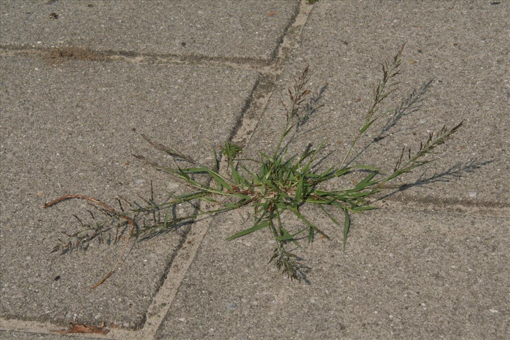 Eragrostis multicaulis (door Willem Braam)