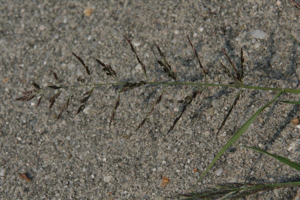 Eragrostis multicaulis (door Willem Braam)