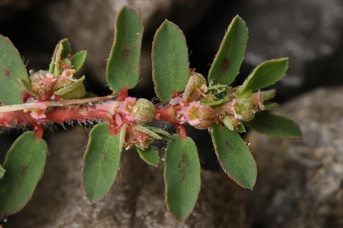 Euphorbia maculata (door Willem Braam)