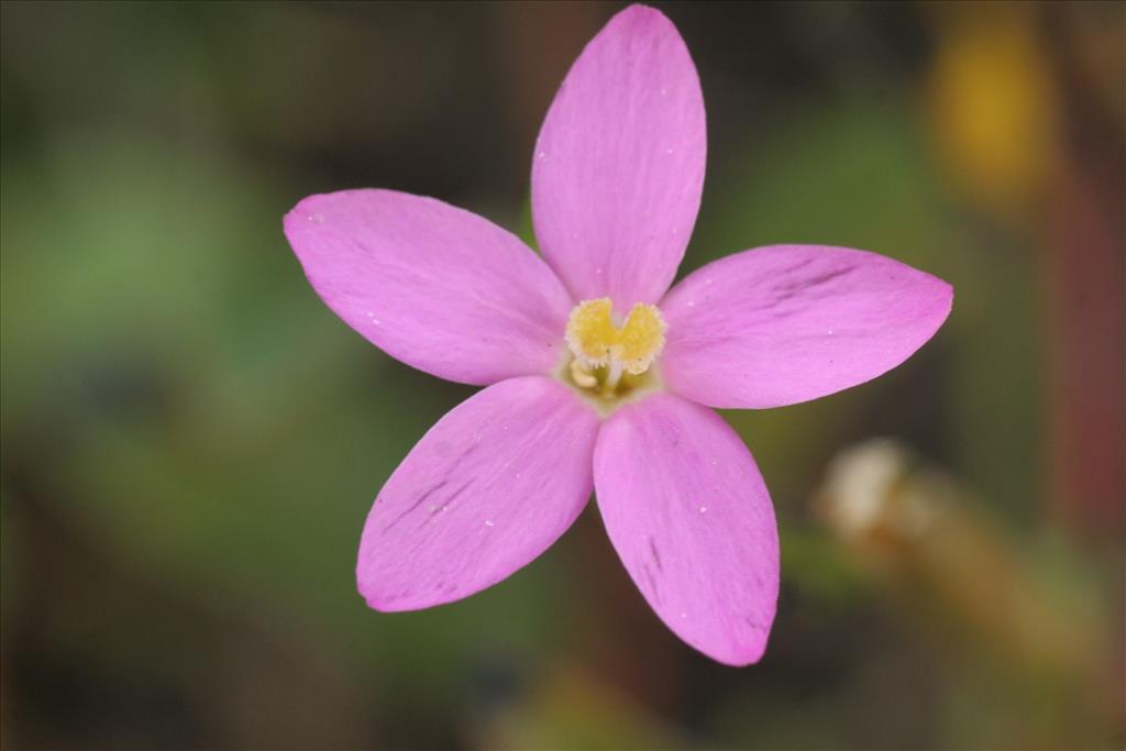 Centaurium littorale (door Willem Braam)