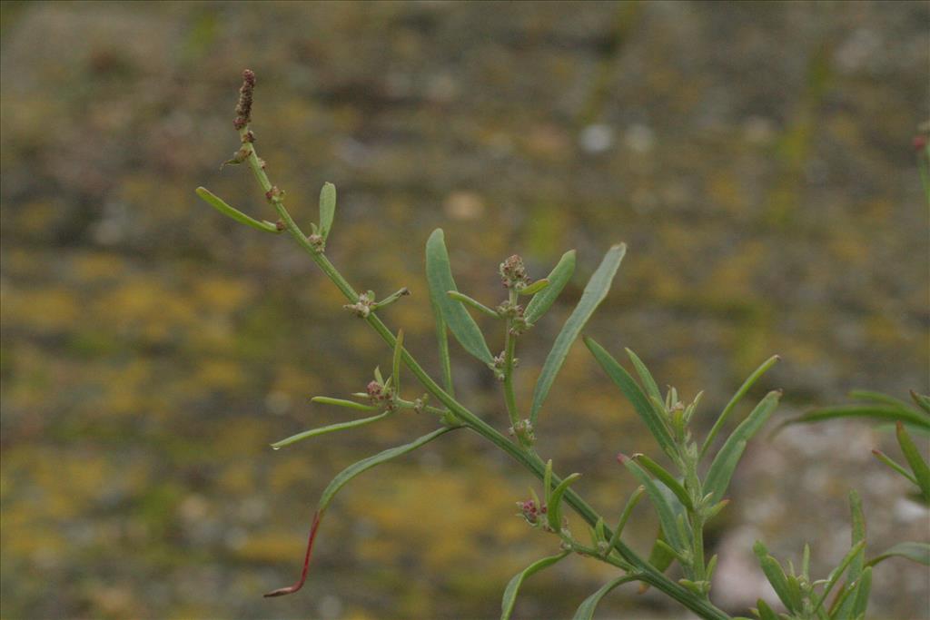 Atriplex littoralis (door Willem Braam)