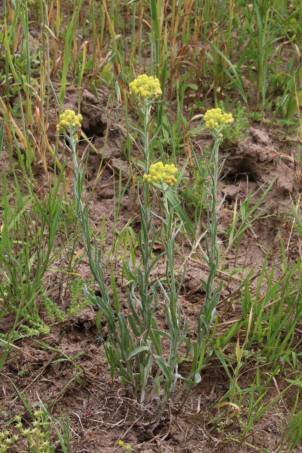 Helichrysum arenarium (door Willem Braam)