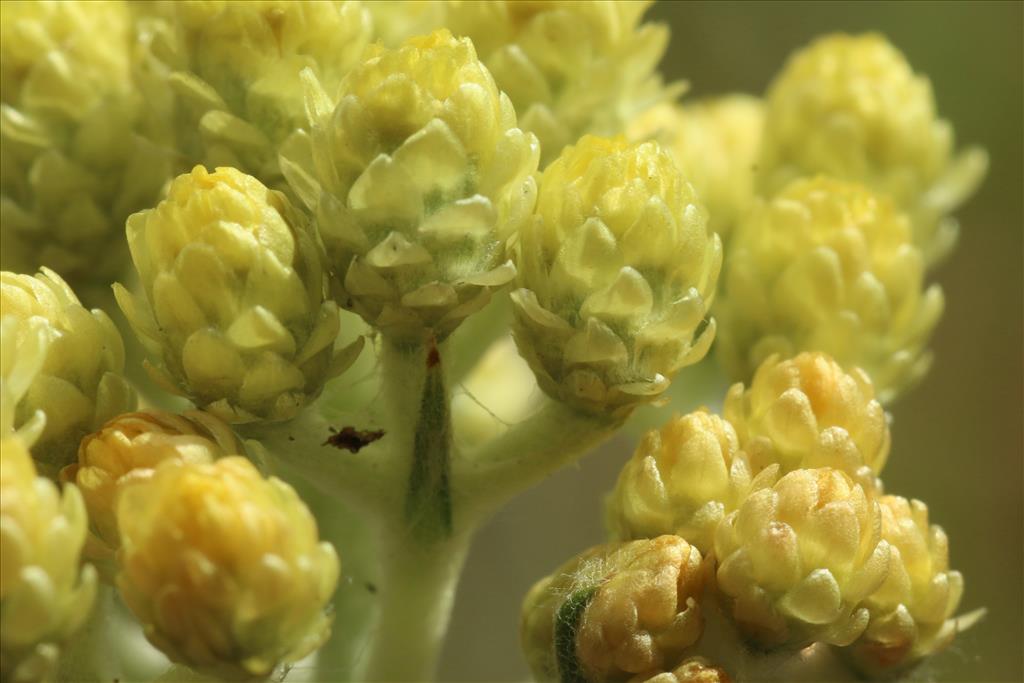 Helichrysum arenarium (door Willem Braam)