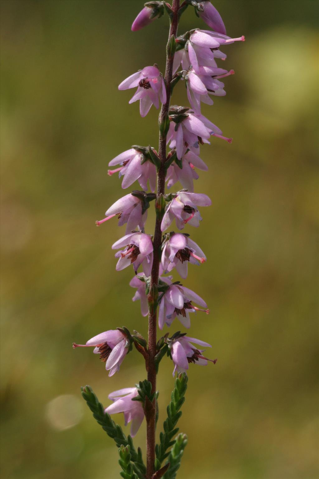 Calluna vulgaris (door Willem Braam)