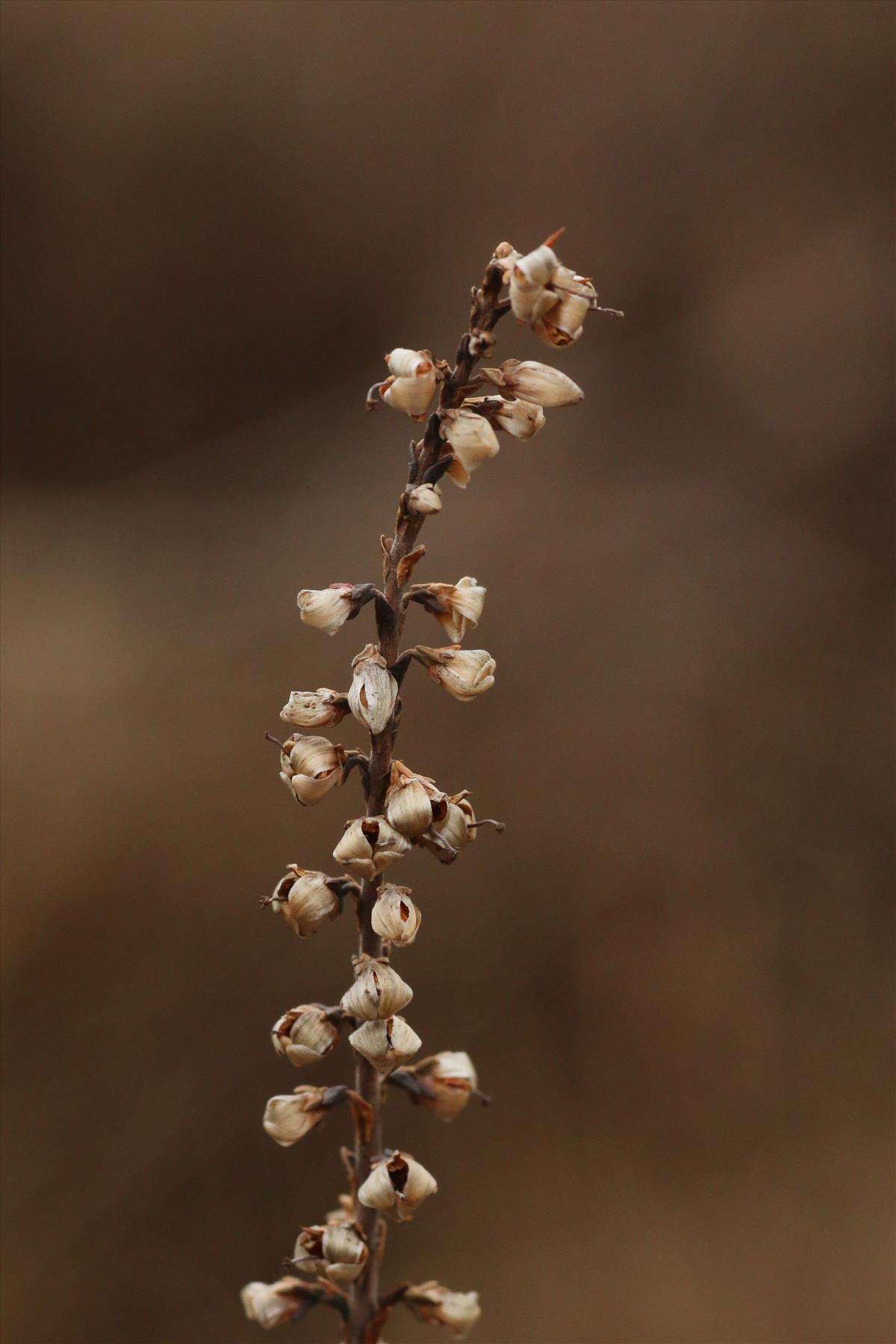 Calluna vulgaris (door Willem Braam)