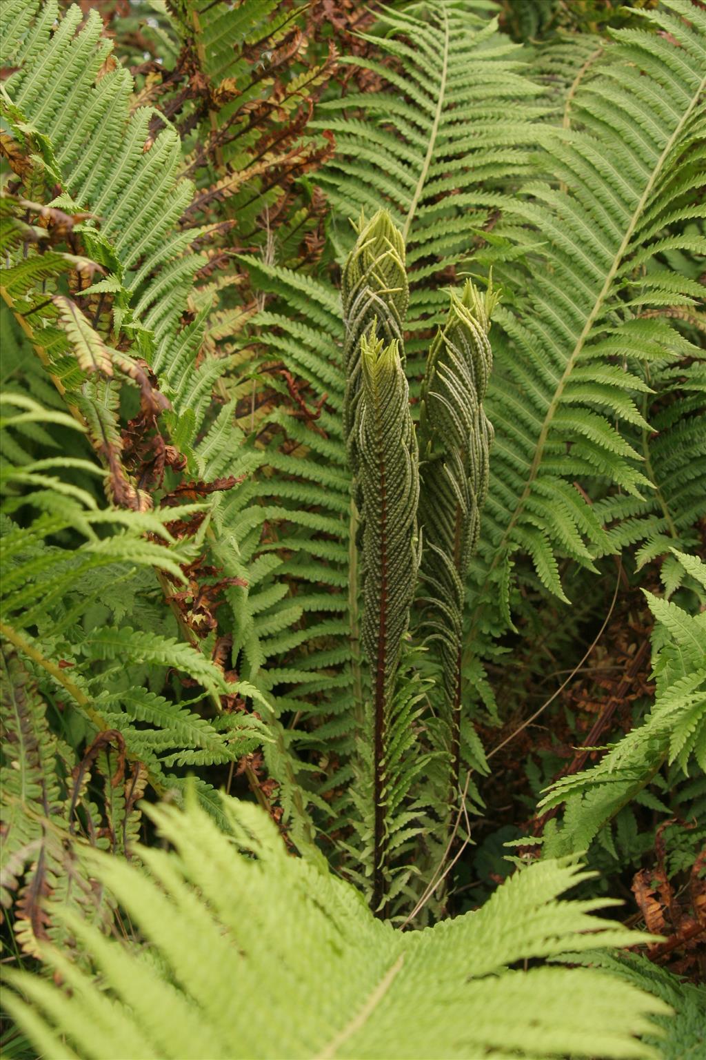 Matteuccia struthiopteris (door Willem Braam)