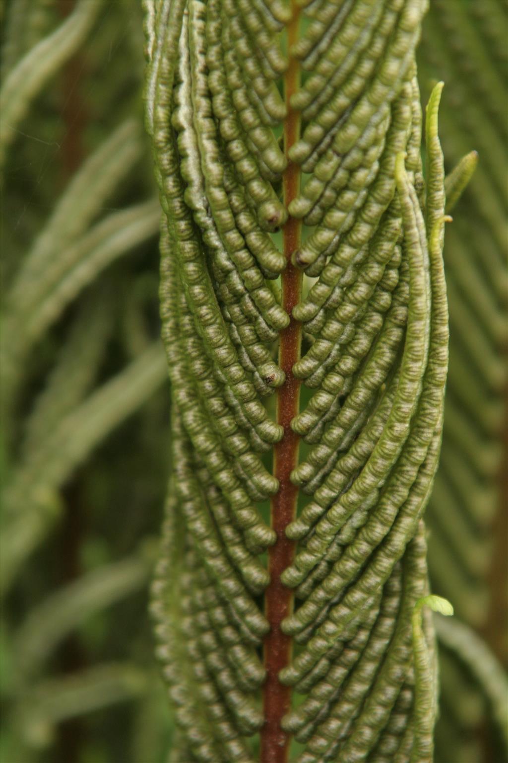 Matteuccia struthiopteris (door Willem Braam)