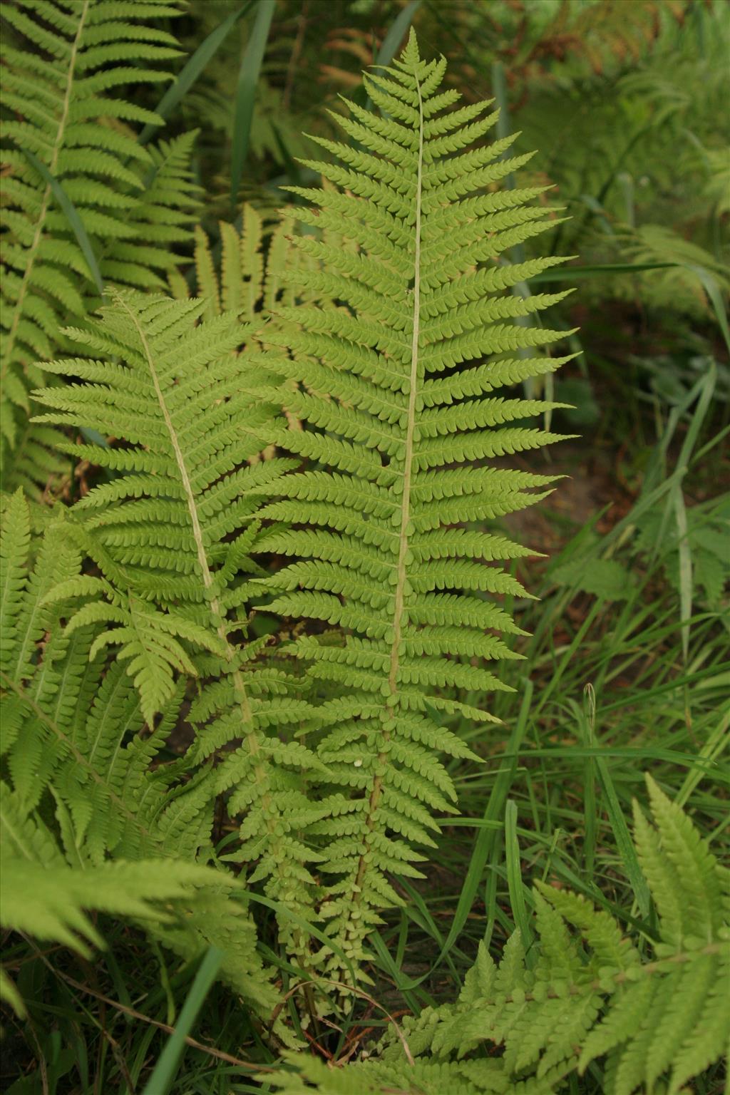 Matteuccia struthiopteris (door Willem Braam)