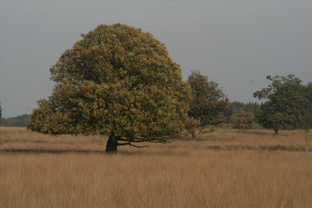 Castanea sativa (door Willem Braam)